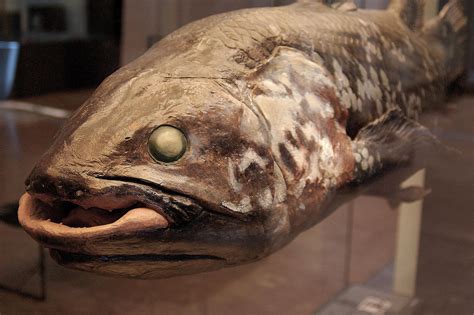 ancient fish found alive.